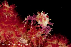 Soft Coral crab silhouetted against a dark background rea... by Rick Cavanaugh 